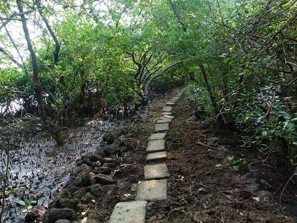 அழகிய மாங்குரோவ் காடுகள்