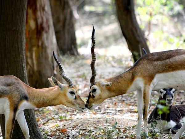 வனவிலங்கு பூங்கா
