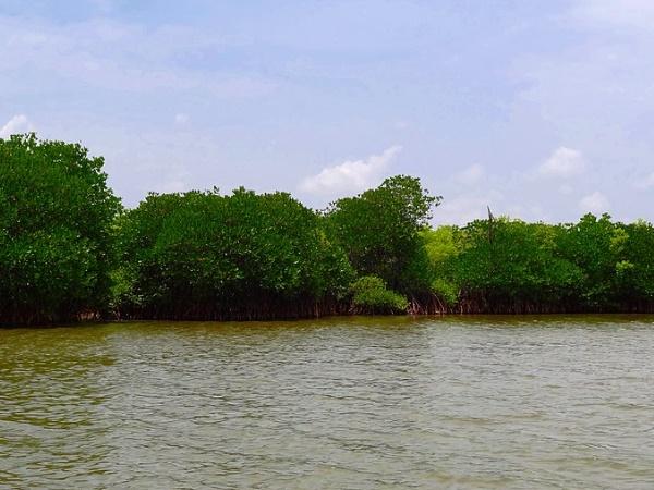 சதுப்பு நிலக் காடுகளும் தீவுகளும்