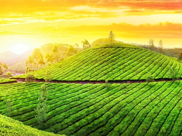 குவன்சே தேயிலை தொழிற்சாலை