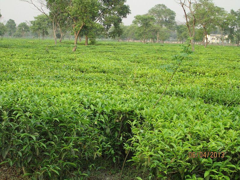 பக்தோரா பயண வழிகாட்டி - செய்யவேண்டியவை மற்றும் எப்படி செல்வது பக்தோரா பயண வழிகாட்டி - செய்யவேண்டியவை மற்றும் எப்படி செல்வது
