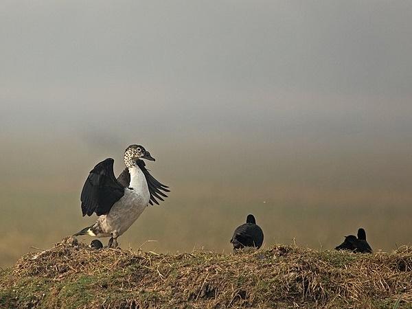 பறவைகளின் புகலிடம்