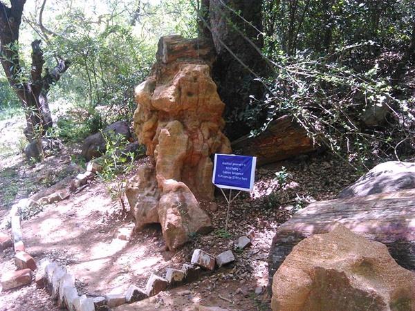 கோடி வருட பழமையான கல் மரங்கள்