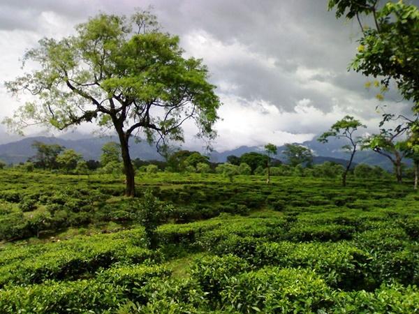 டோர்ஸ், மேற்கு வங்கம்