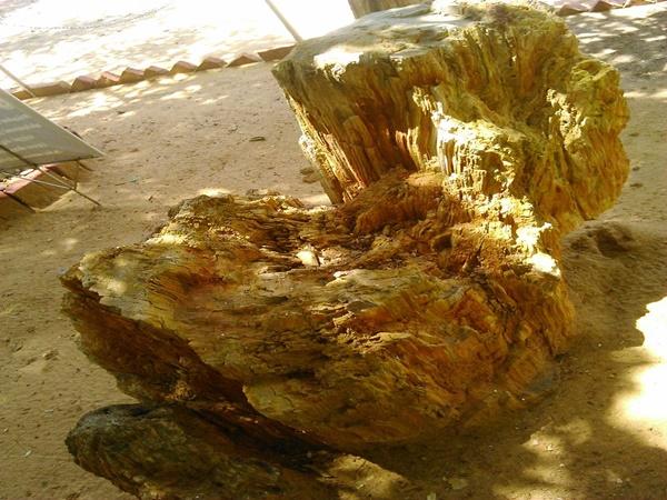 கோடி வருட பழமையான கல் மரங்கள்