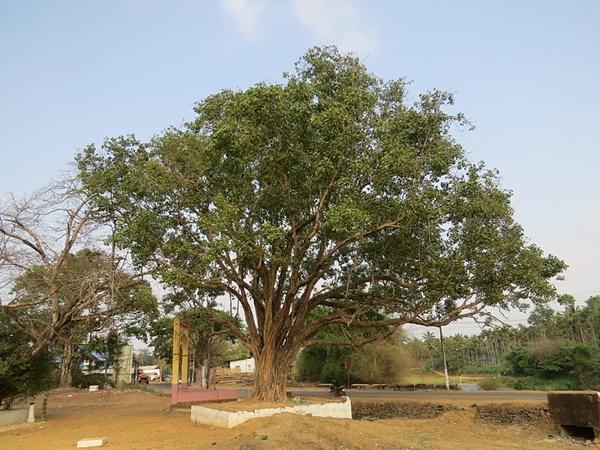 மண்டைக்காடு பகவதி அம்மன் திருக்கோவில் எப்படிச் செல்வது?: