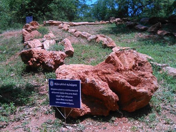 கோடி வருட பழமையான கல் மரங்கள்