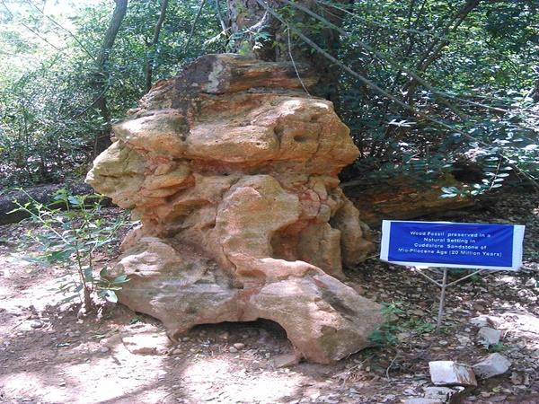 கோடி வருட பழமையான கல் மரங்கள்