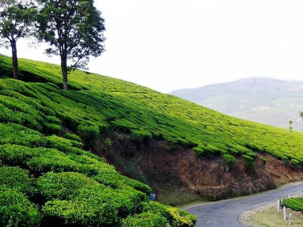 தேவிகுளம் - ஈர்க்கும் இடங்கள், எப்போது மற்றும் எப்படி செல்வது? தேவிகுளம் - ஈர்க்கும் இடங்கள், எப்போது மற்றும் எப்படி செல்வது?
