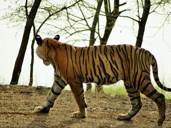 பந்திப்பூர் தேசிய பூங்கா, கர்நாடகம்