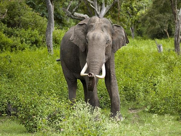கலெஸர் வனவிலங்கு சரணாலயம் சுற்றுலா - ஈர்க்கும் இடங்கள், செய்யவேண்டியவை மற்றும் எப்படி அடைவது கலெஸர் வனவிலங்கு சரணாலயம் சுற்றுலா - ஈர்க்கும் இடங்கள், செய்யவேண்டியவை மற்றும் எப்படி அடைவது