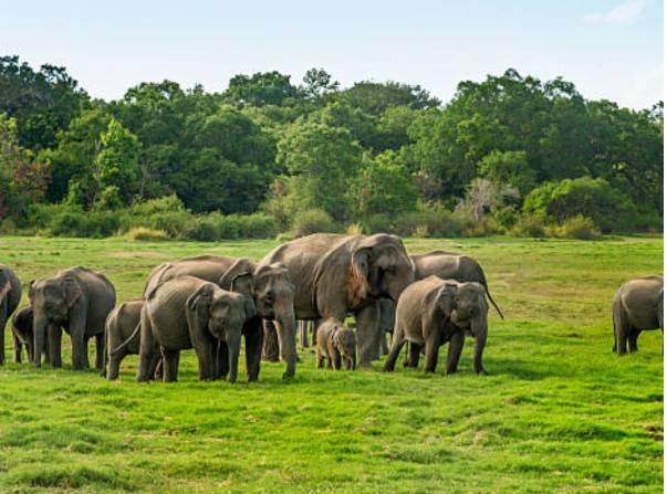 kaziranga-03 kaziranga-03