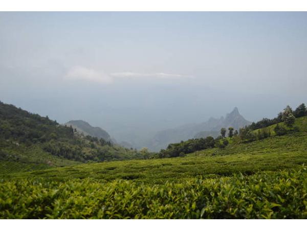 கோத்தகிரி