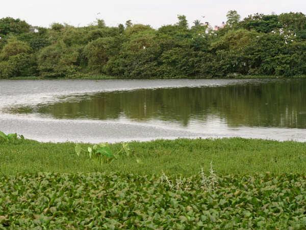அரிய பறவைகளைக் காணலாம்
