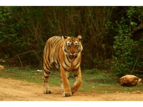 வனவிலங்குகளை கண்டு ரசியுங்கள்