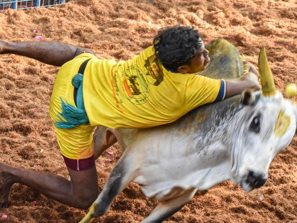 காணும் பொங்கல் கொண்டாட்டம்