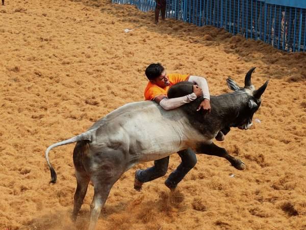 வீரமும் பாசமும் நிறைந்த ஜல்லிக்கட்டு