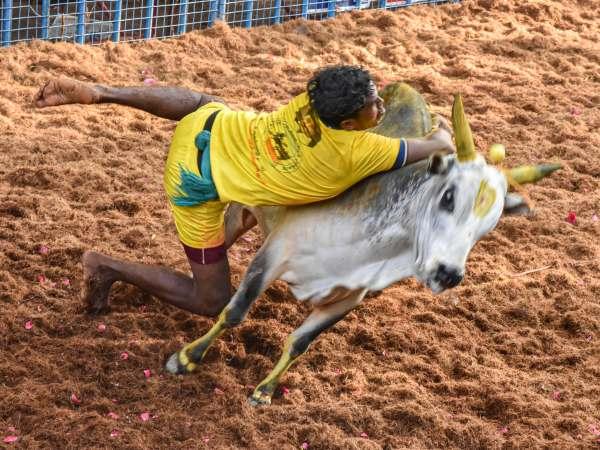 தமிழ்நாட்டில் ஜல்லிக்கட்டு நடைபெறும் இடங்கள்