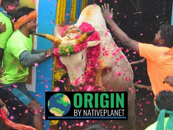 Jallikattu 2023 Jallikattu 2023