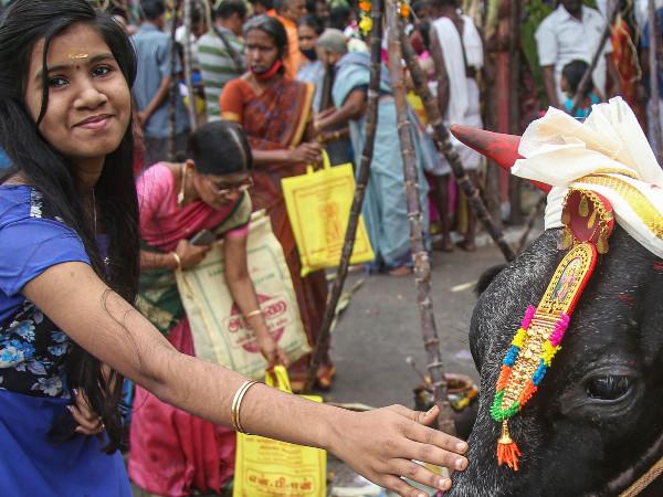 வளைகுடா நாடுகளில் பொங்கல் கொண்டாட்டம்