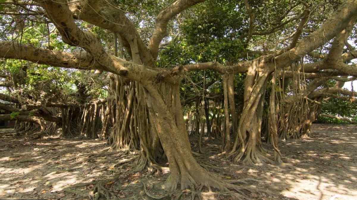 உலகிலேயே பழமையான ஆலமரம் இந்தியாவில் உள்ள இந்த 500 வயதாகும் ஆலமரம்